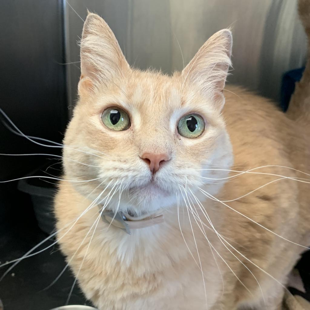 Frenchi, an adoptable Domestic Short Hair in Fort Bragg, CA, 95437 | Photo Image 4