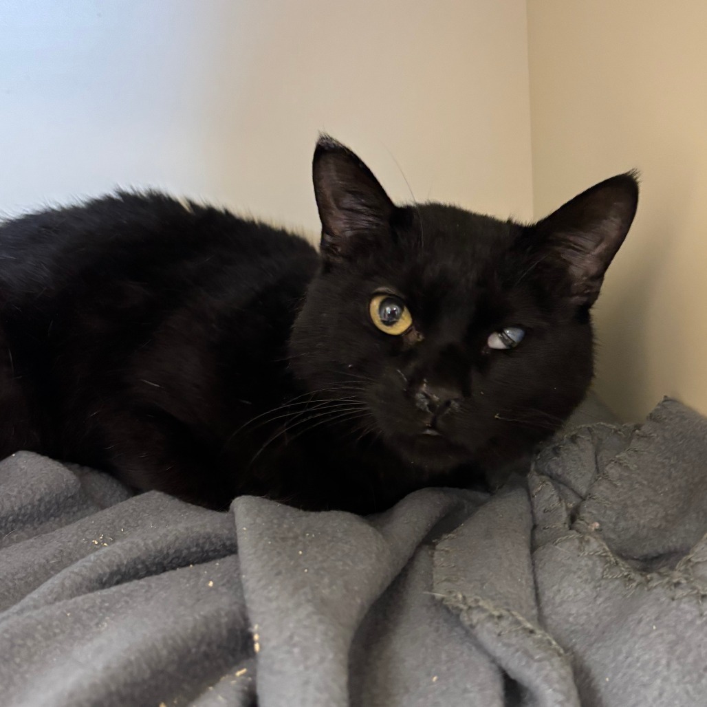 Mittens, an adoptable Domestic Short Hair in Cody, WY, 82414 | Photo Image 1