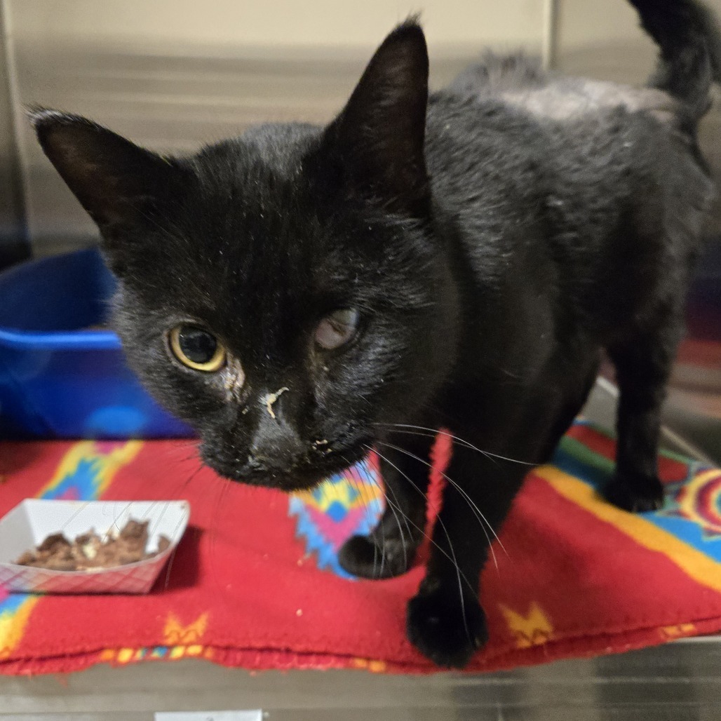 Mittens, an adoptable Domestic Short Hair in Cody, WY, 82414 | Photo Image 2