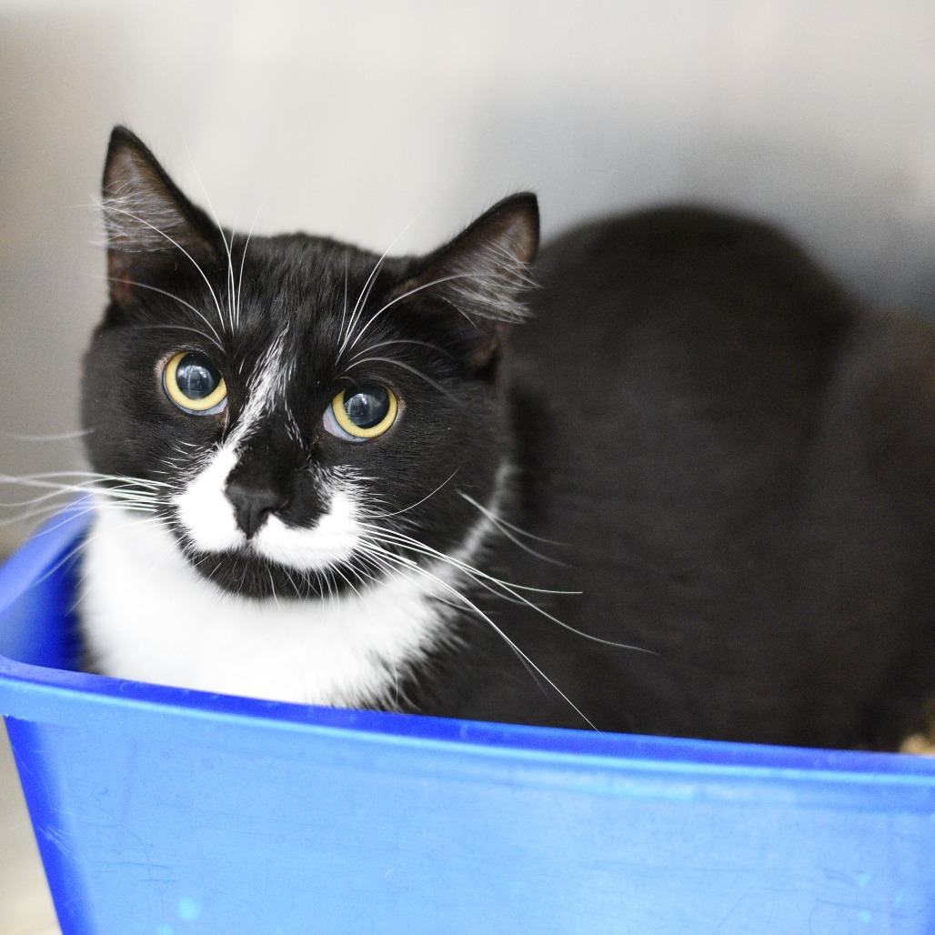 Freddy, an adoptable Domestic Short Hair in Idaho Falls, ID, 83402 | Photo Image 1