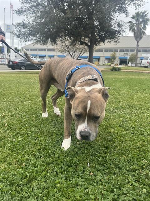 STU