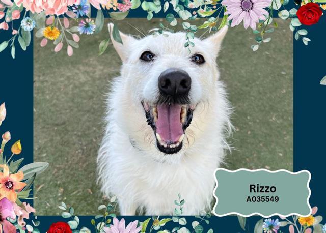 RIZZO