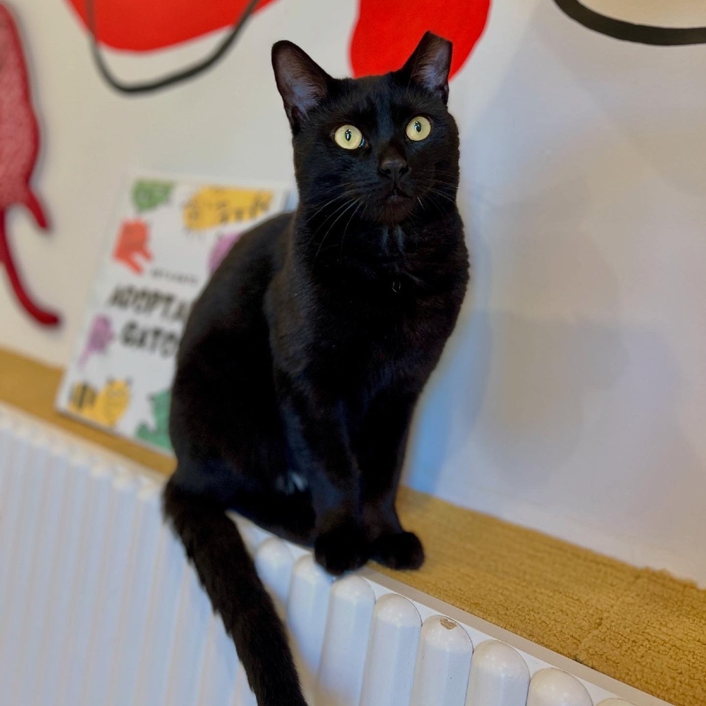 Toothless