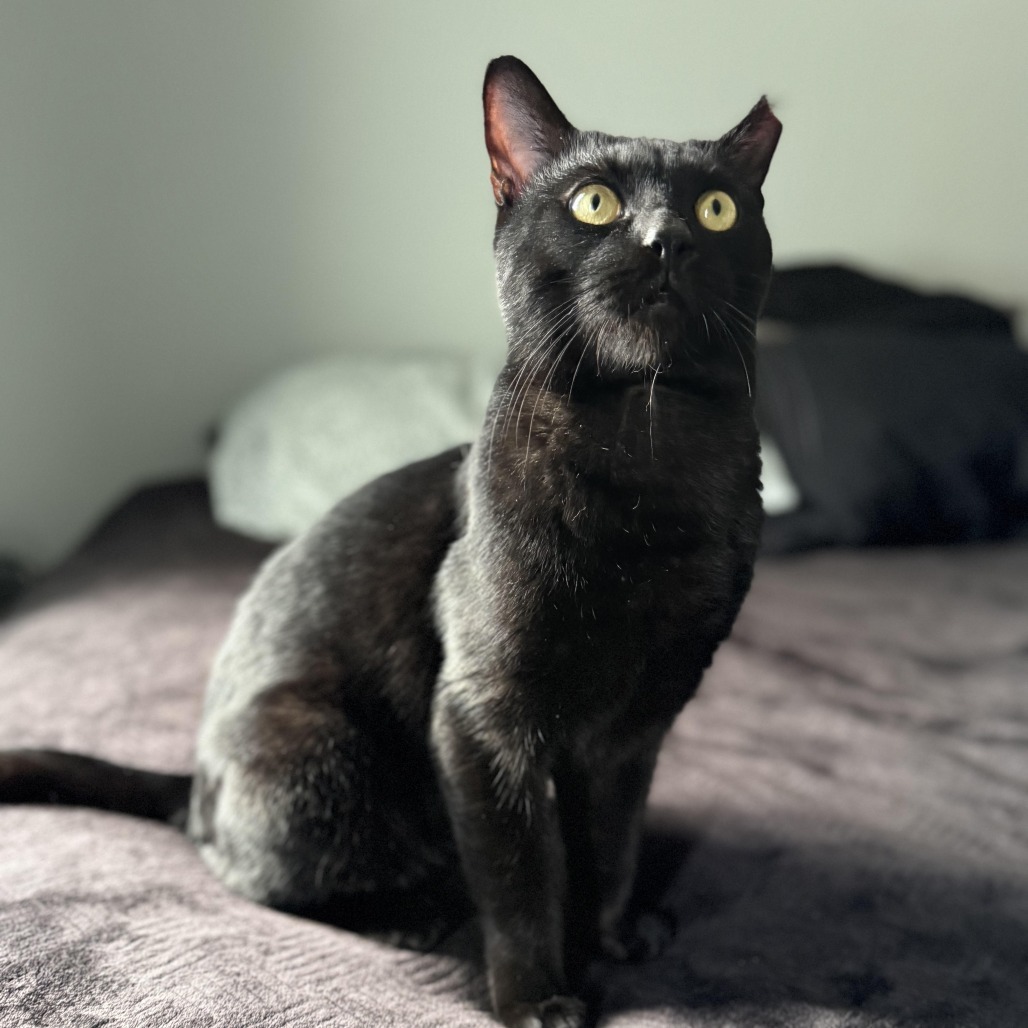Toothless