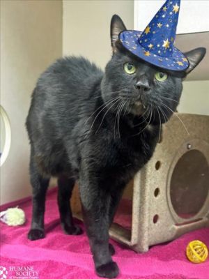 MERLIN, Adult Male Domestic Short Hair
