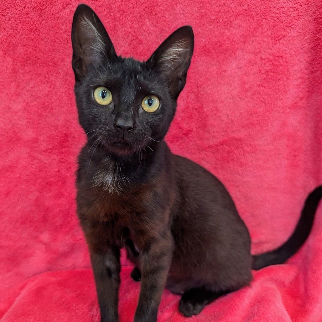 Cynder
