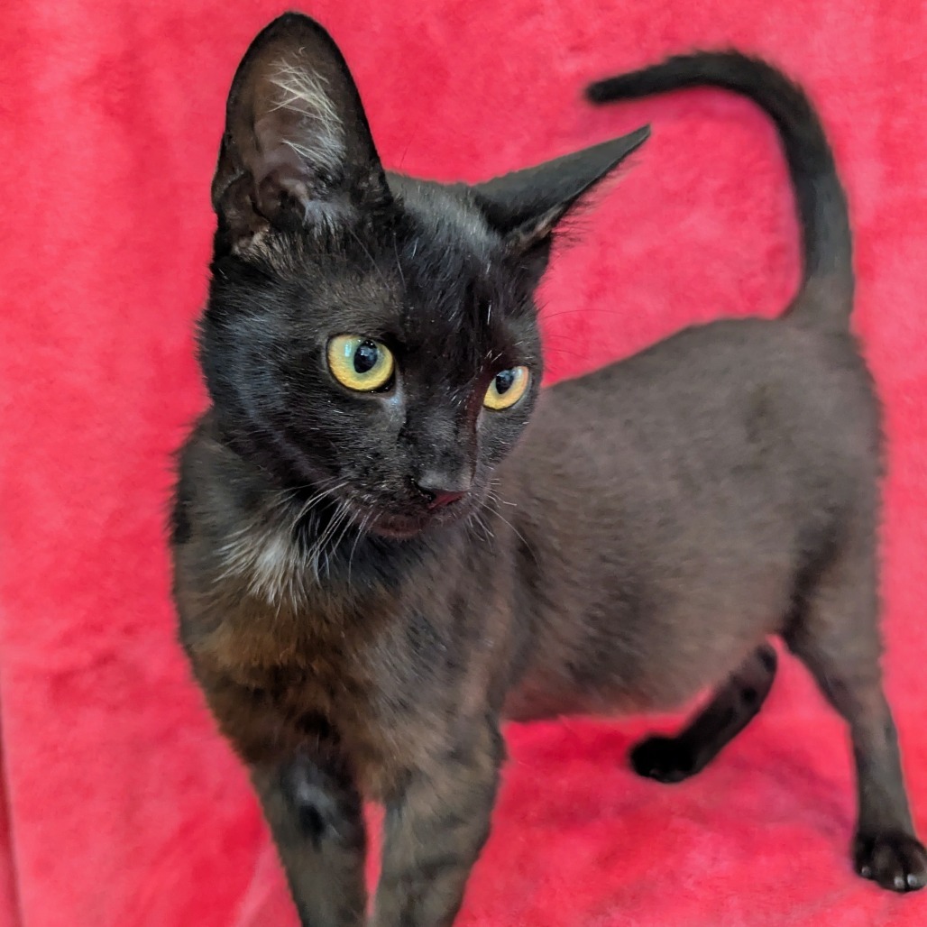 Cynder