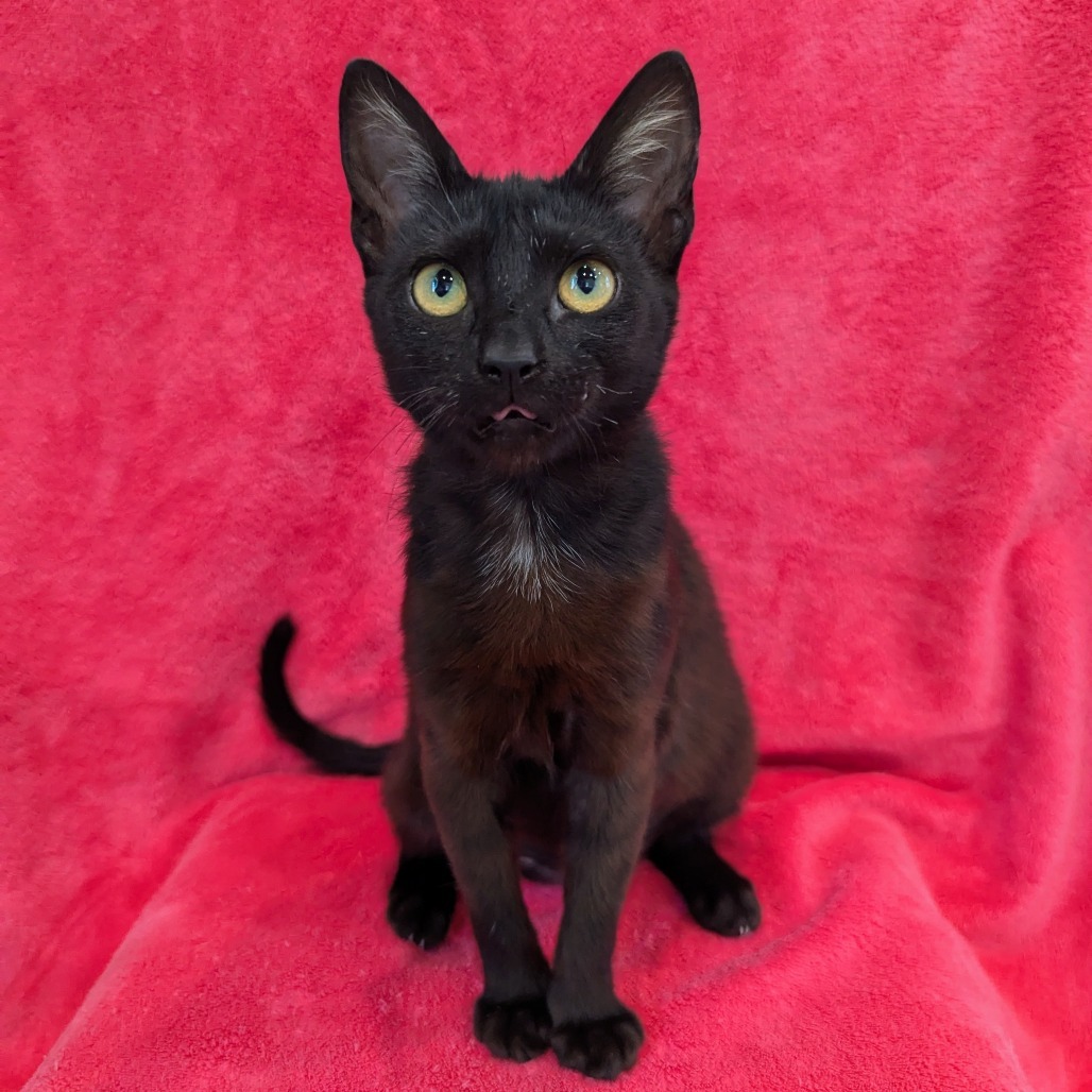 Cynder