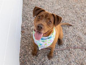 LEXI, Adult Female Labrador Retriever