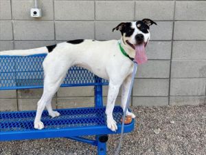 MARTHA, Young Female Pit Bull Terrier