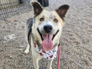 BABY, Adult Female German Shepherd Dog