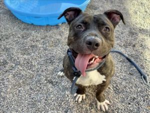 NUBS, Adult Male Pit Bull Terrier