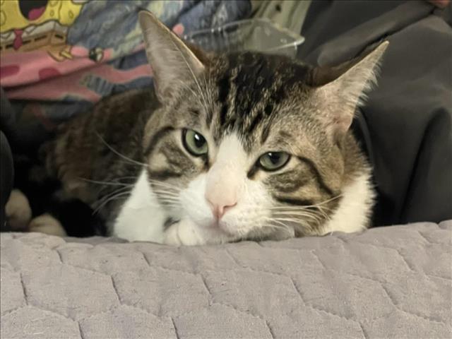 NIKO, an adoptable Domestic Short Hair in Las Vegas, NV, 89101 | Photo Image 1