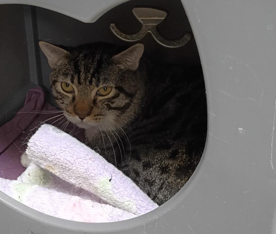 MCQUEEN, an adoptable Domestic Short Hair in Las Vegas, NV, 89101 | Photo Image 1