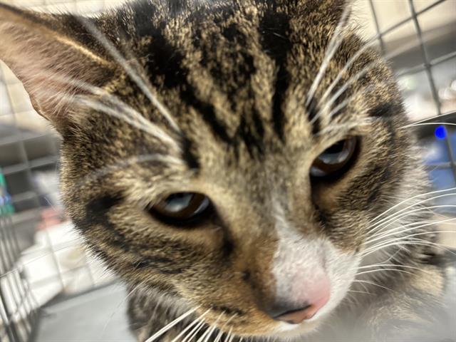 LI SHANG, an adoptable Domestic Short Hair in Las Vegas, NV, 89101 | Photo Image 1