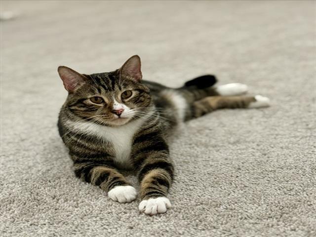 LI SHANG, an adoptable Domestic Short Hair in Las Vegas, NV, 89101 | Photo Image 1