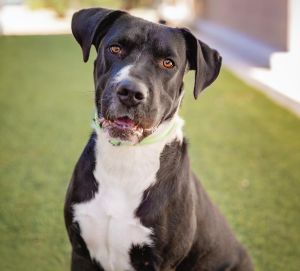 NINA, Young Female Great Dane