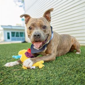 MUSH, Adult Male Pit Bull Terrier