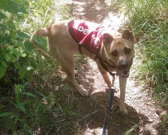 SKYE, an adoptable Mixed Breed in Santa Fe, NM, 87507 | Photo Image 1