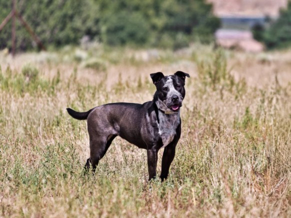 KALLIOPE, an adoptable Mixed Breed in Santa Fe, NM, 87507 | Photo Image 1