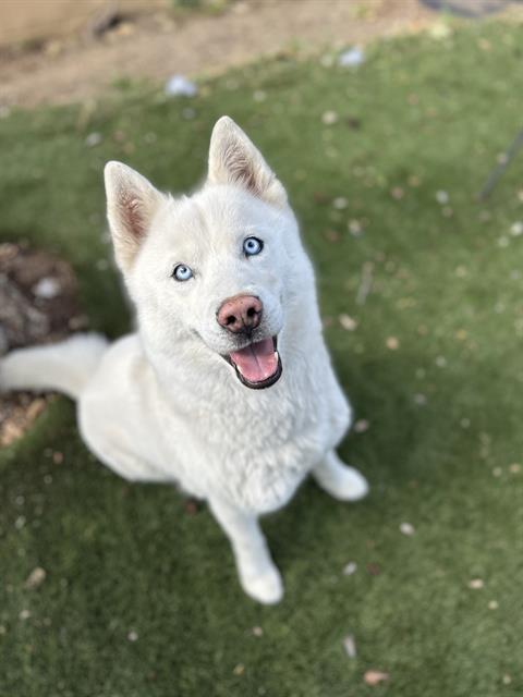 SNOWBALL