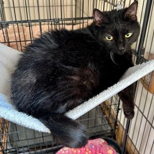 Harlow Miller, Adult Female Domestic Medium Hair