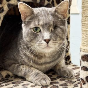 Tony, Adult Male Domestic Short Hair