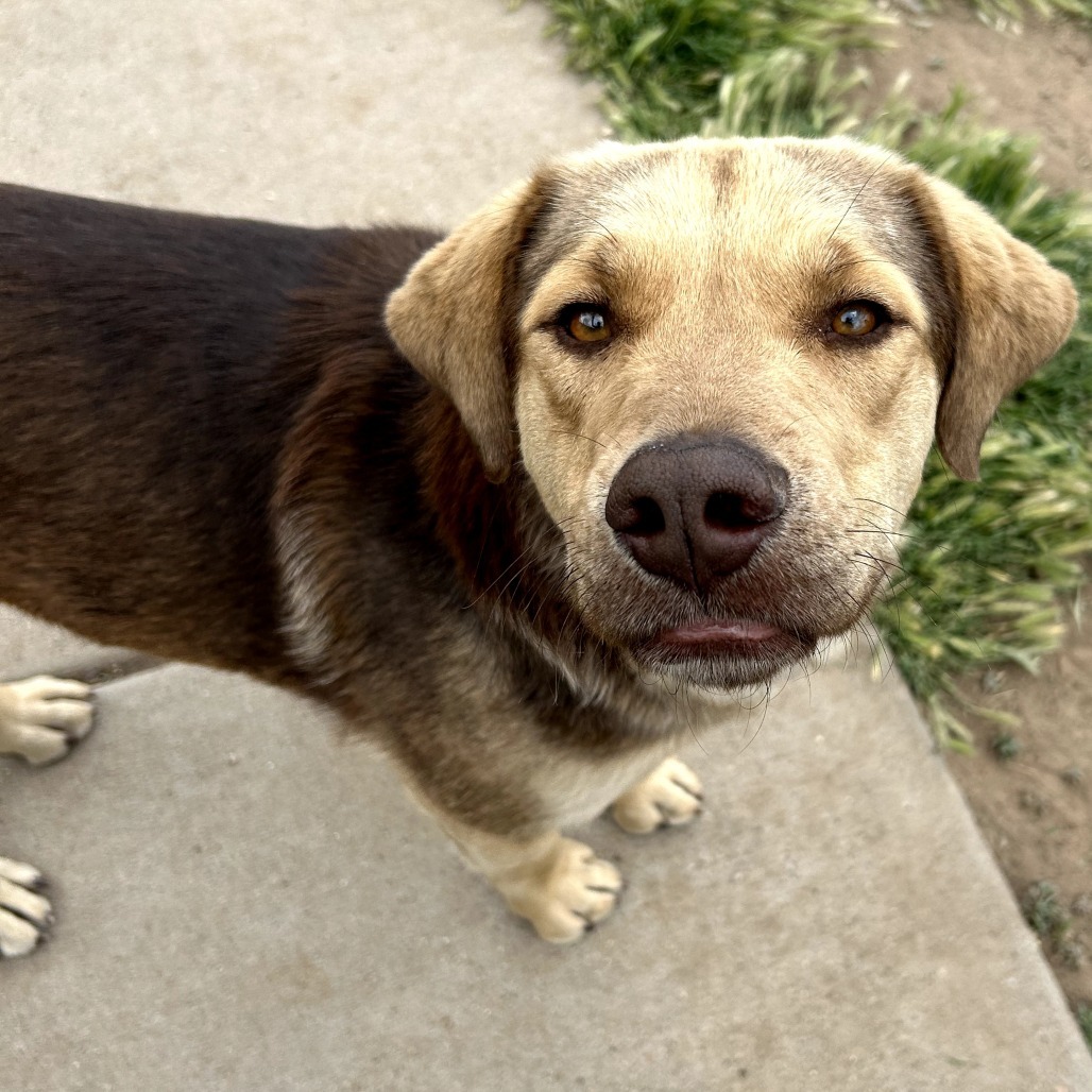 Pistachio- Friendly Handsome Doggo, Walks Well On Leash & Potty Trained!