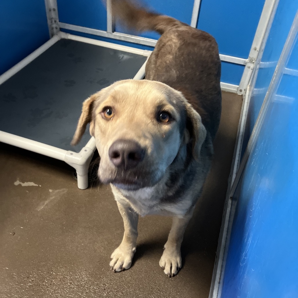 Pistachio- Friendly Handsome Doggo, Walks Well On Leash & Potty Trained!