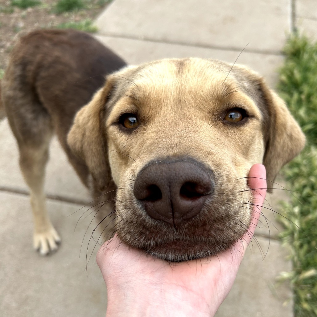 Pistachio- Friendly Handsome Doggo, Walks Well On Leash & Potty Trained!