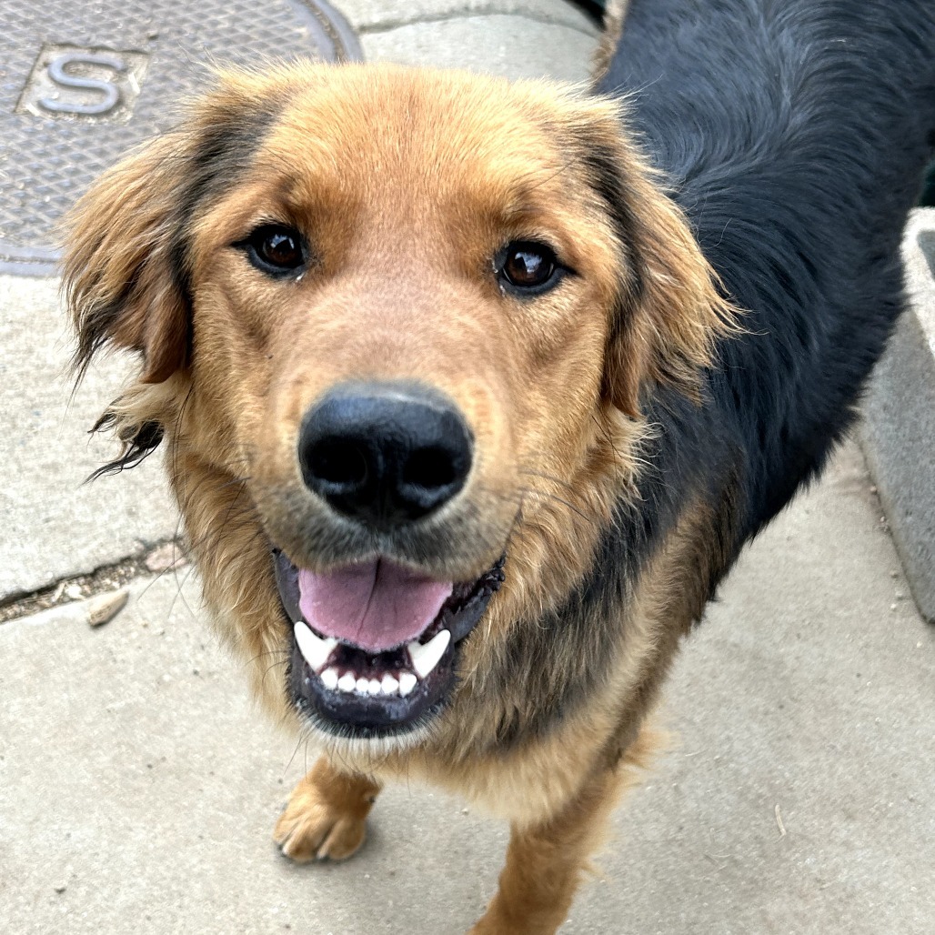 Bear- Sweet Mans, Potty Trained & Walks Well On Leash