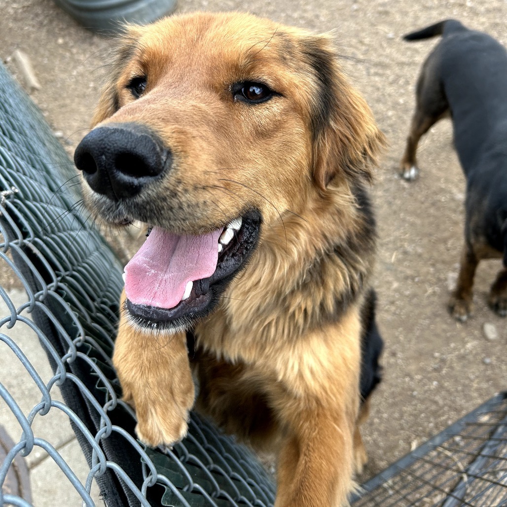 Bear- Sweet Mans, Potty Trained & Walks Well On Leash