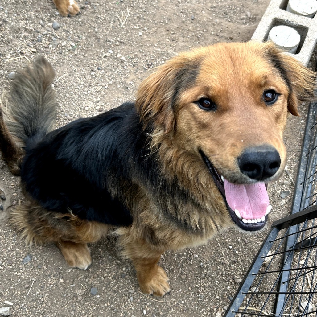 Bear- Sweet Mans, Potty Trained & Walks Well On Leash