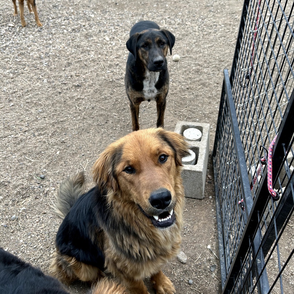 Bear- Sweet Mans, Potty Trained & Walks Well On Leash