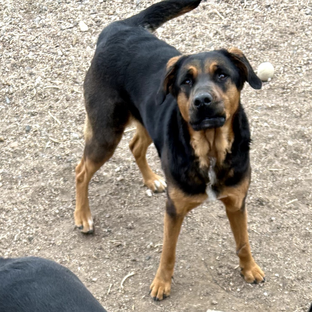 Sheba- Sweet & Gentle Lady Potty Trained!