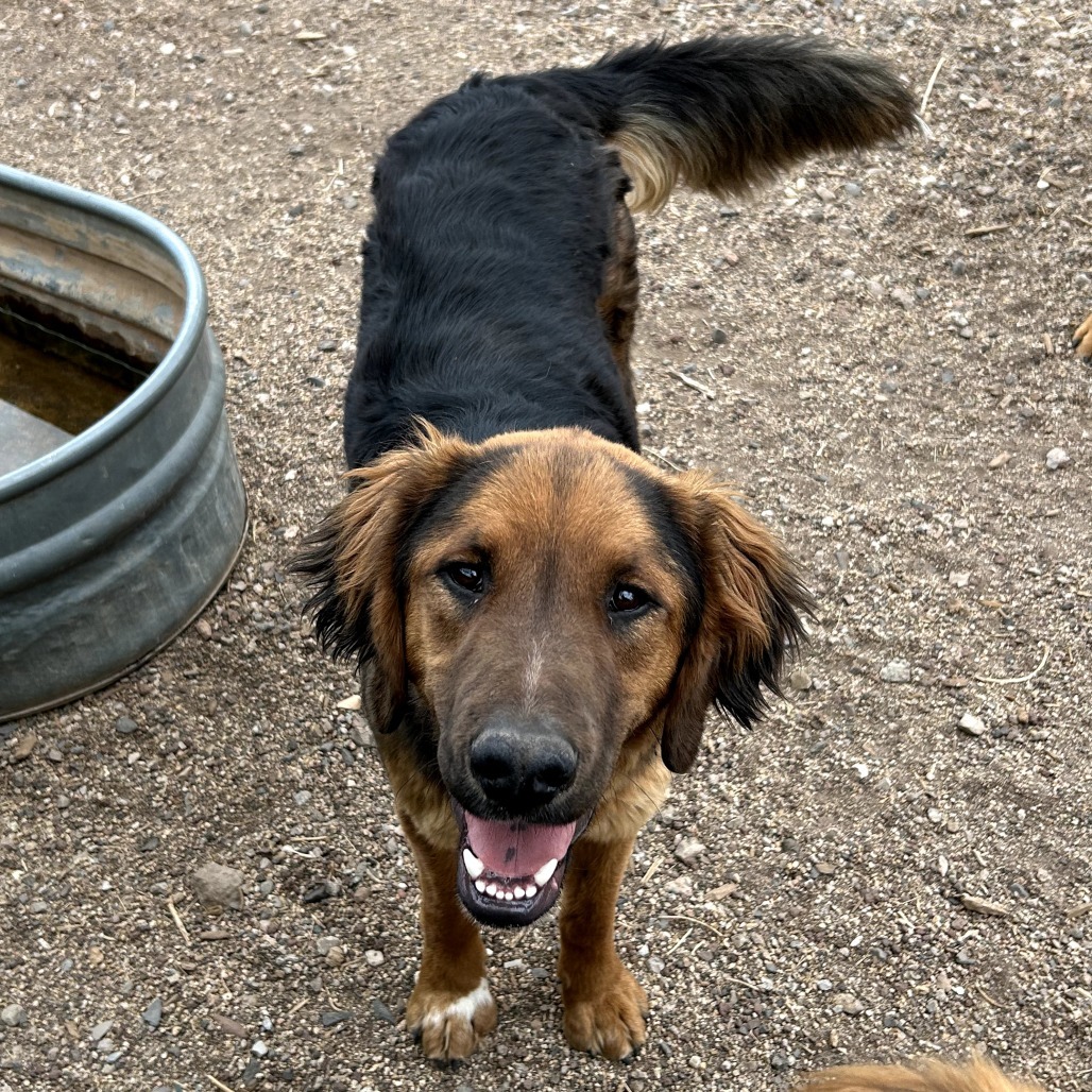Sugar Foot- Potty Trained & Does Well On Leash!