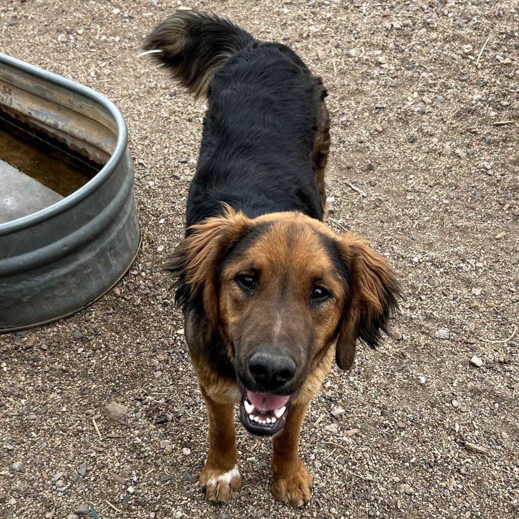 Sugar Foot- Potty Trained & Does Well On Leash!