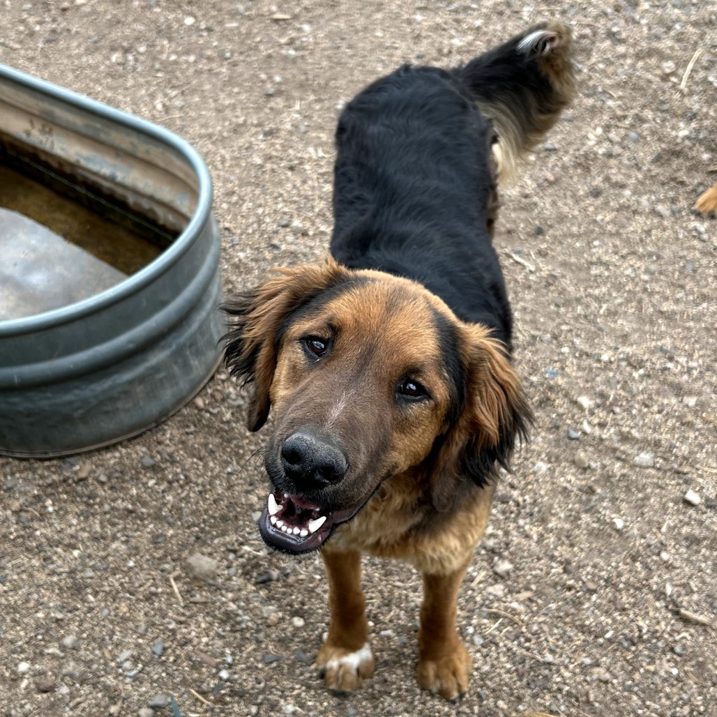 Sugar Foot- Potty Trained & Does Well On Leash!