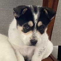 Jolly - Cuddly & Sweet! Good w/ Dogs & Kids!
