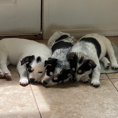 Jolly - Cuddly & Sweet! Good w/ Dogs & Kids!