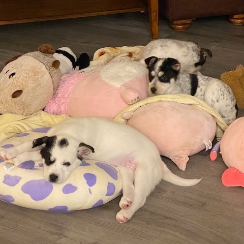 Jolly - Cuddly & Sweet! Good w/ Dogs & Kids!