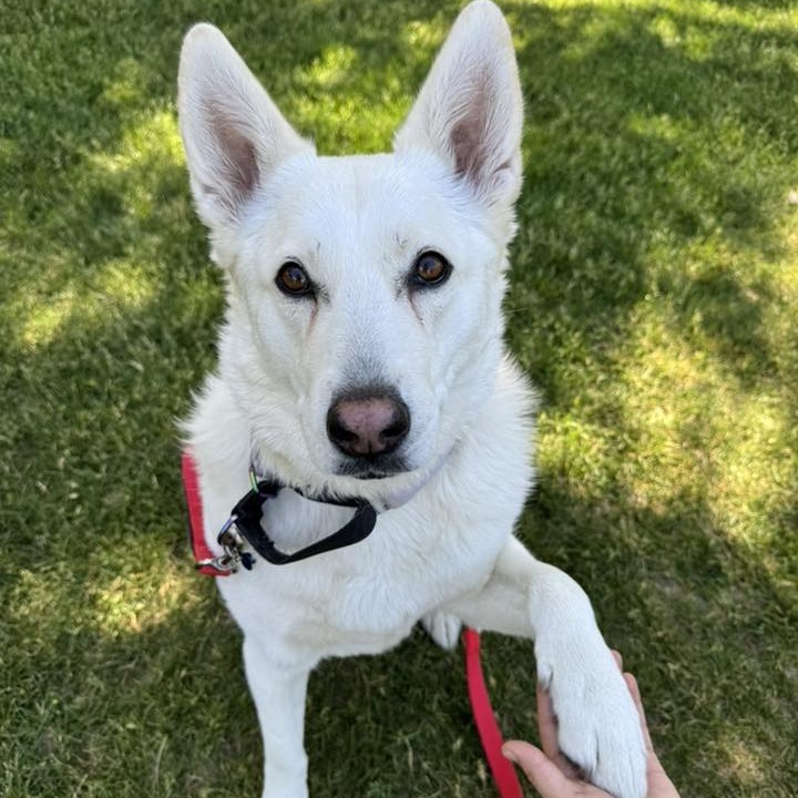 Aspen