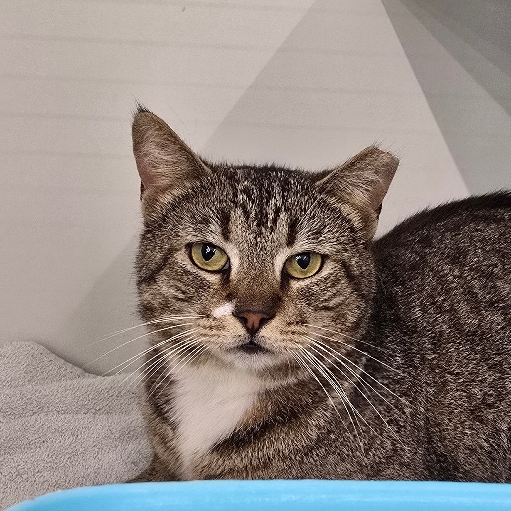 Junior-197122, an adoptable Domestic Short Hair in Harlingen, TX, 78550 | Photo Image 1