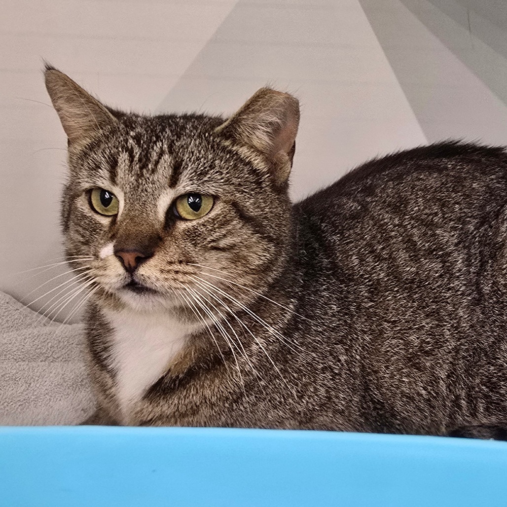 Junior-197122, an adoptable Domestic Short Hair in Harlingen, TX, 78550 | Photo Image 2