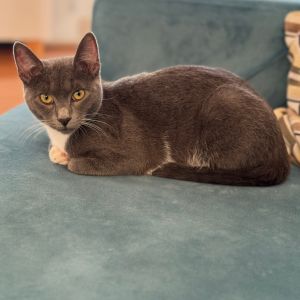 Penguin Domestic Short Hair Cat