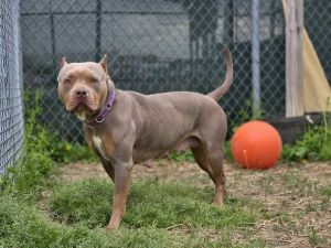 Barb, Adult Female Pit Bull Terrier
