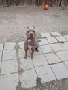 Barb photo 3