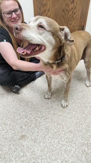 Princess, Adult Female Pit Bull Terrier