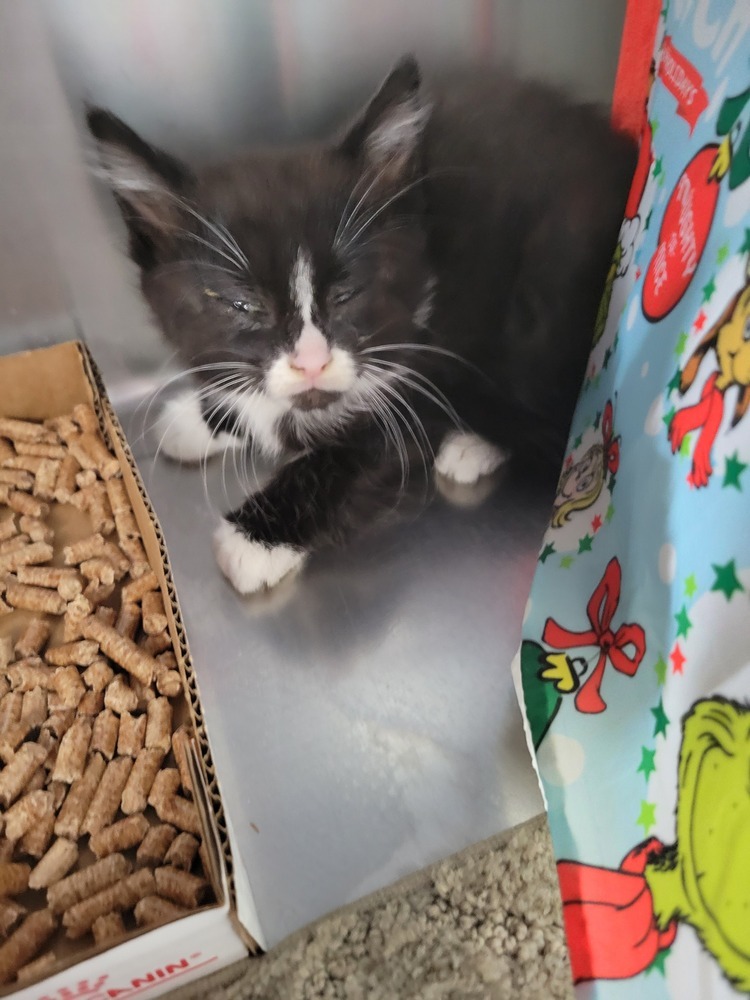Walnut, an adoptable Domestic Short Hair in Moses Lake, WA, 98837 | Photo Image 1