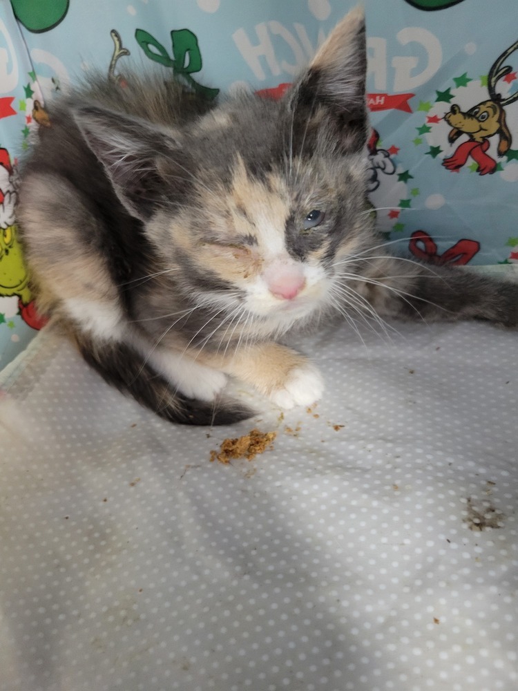 Pecan, an adoptable Domestic Short Hair in Moses Lake, WA, 98837 | Photo Image 1